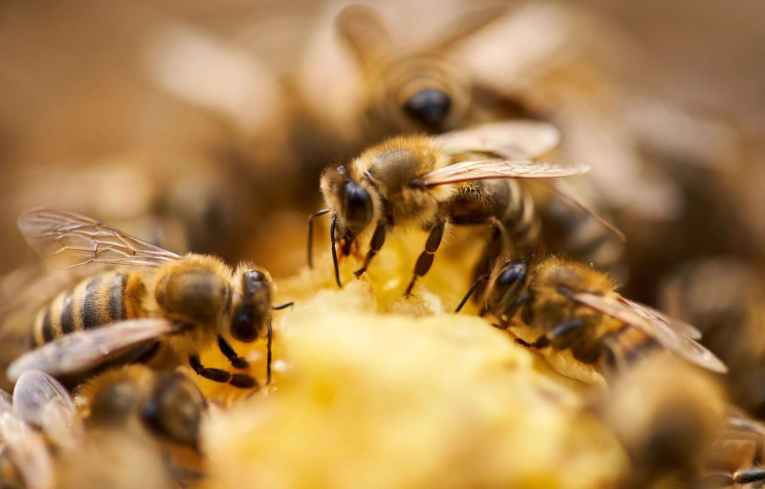 Protect Your Home from Bees: Professional Extermination Solutions