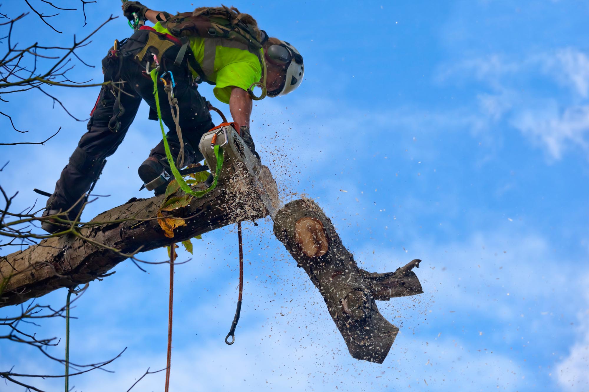 Ponce Tree Service