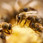 pest control servcies