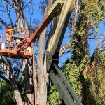 When A Tree Slowly Becomes A Problem Instead Of A Feature