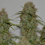 black sheep cbd blend