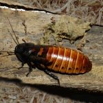 cockroaches for sale