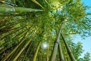 bamboo removal services